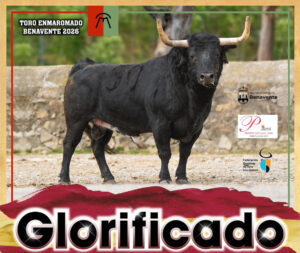 El Ayuntamiento de Benavente nos presenta su toro enmaromado 2026.