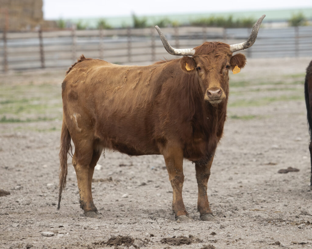 Vacas de Arriazu para el 20 Aniversario.